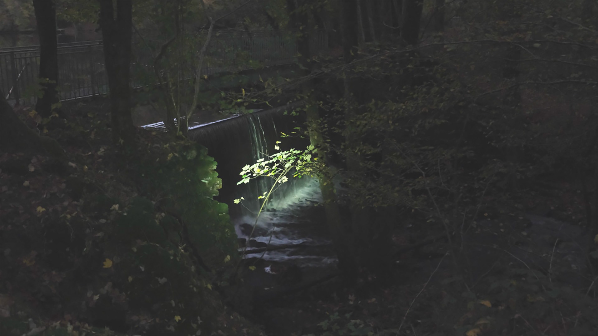 Photo flou où l'on distingue un jardin et en surimpression une plante éclairée.